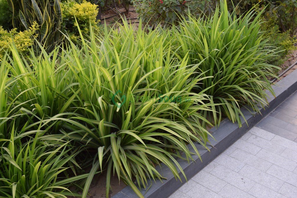 Pandanus Baptistii Variegata - Greensouq -