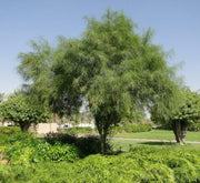 Parkinsonia Aculeata, Jerusalem Thorn Tree - Greensouq -