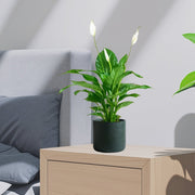 Peace Lily or Spathiphyllum or "زنبق السلام" - Greensouq -