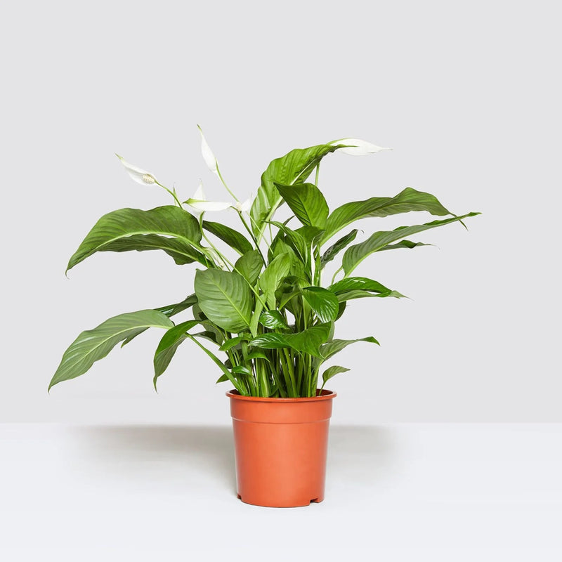 Peace Lily or Spathiphyllum or "زنبق السلام" - Greensouq -