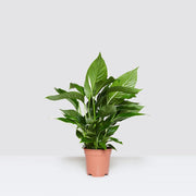 Peace Lily or Spathiphyllum or "زنبق السلام" - Greensouq -