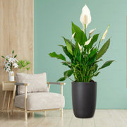 Peace Lily or Spathiphyllum or "زنبق السلام" - Greensouq -