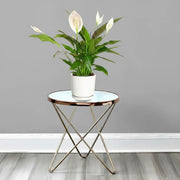 Peace Lily or Spathiphyllum or "زنبق السلام" - Greensouq -