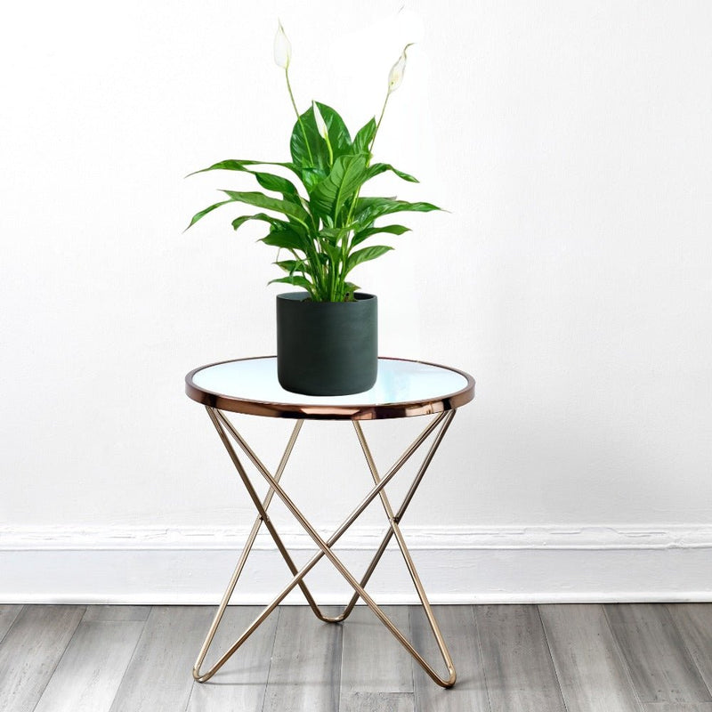 Peace Lily or Spathiphyllum or "زنبق السلام" - Greensouq -