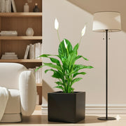 Peace Lily or Spathiphyllum or "زنبق السلام" in Grp Square Pot 40x40 - Greensouq -