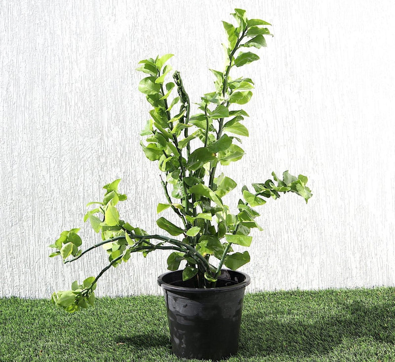 Pedilanthus Green "Pedilanthus Tithymaloides, Backbone of Devil Plant" - Greensouq -