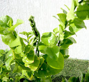 Pedilanthus Green "Pedilanthus Tithymaloides, Backbone of Devil Plant" - Greensouq -