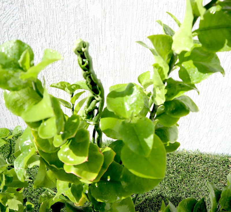 Pedilanthus Green "Pedilanthus Tithymaloides, Backbone of Devil Plant" - Greensouq -
