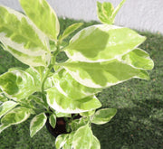 Pedilanthus Variegated "Pedilanthus Tithymaloides, Backbone of Devil Plant" - Greensouq -