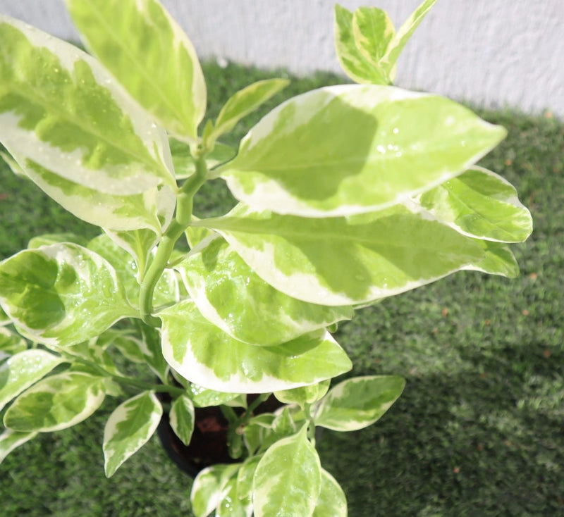 Pedilanthus Variegated "Pedilanthus Tithymaloides, Backbone of Devil Plant" - Greensouq -