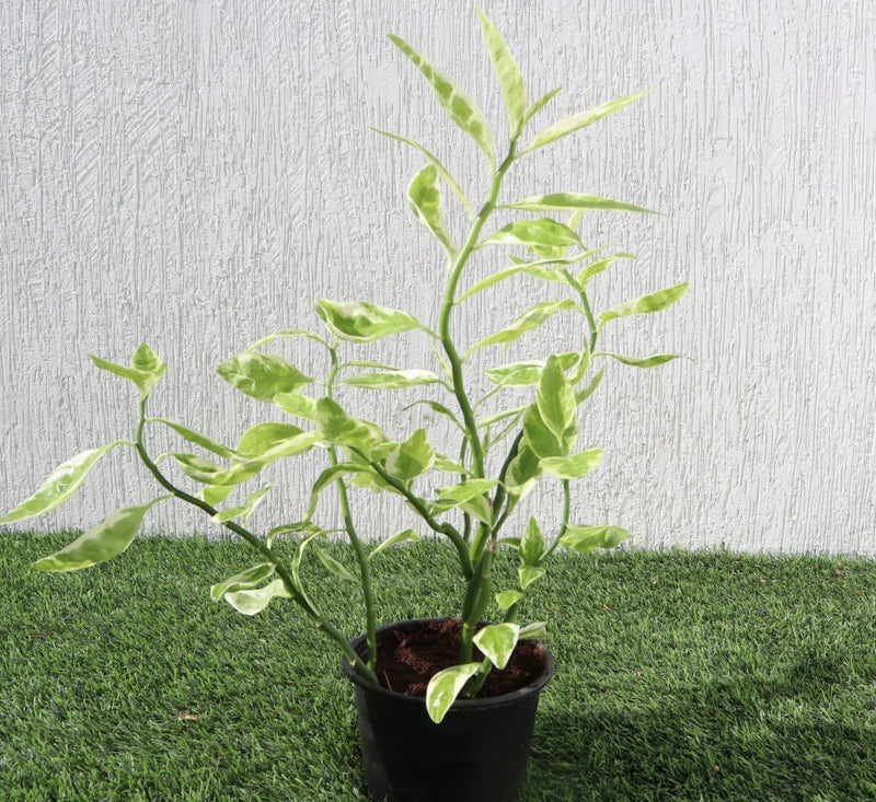 Pedilanthus Variegated "Pedilanthus Tithymaloides, Backbone of Devil Plant" - Greensouq -