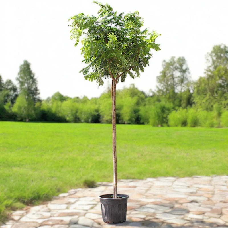 Peltophorum pterocarpum, Yellow Flame or Copper Pod - Greensouq -