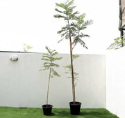 Peltophorum pterocarpum, Yellow Flame or Copper Pod - Greensouq -