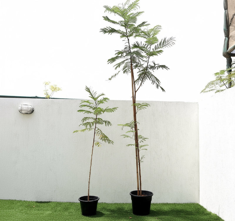 Peltophorum pterocarpum, Yellow Flame or Copper Pod - Greensouq -