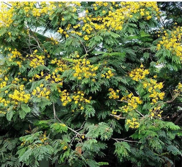 Peltophorum pterocarpum, Yellow Flame or Copper Pod - Greensouq -