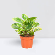 Peperomia marble or Variegated Peperomia 10 - 15cm - Greensouq -