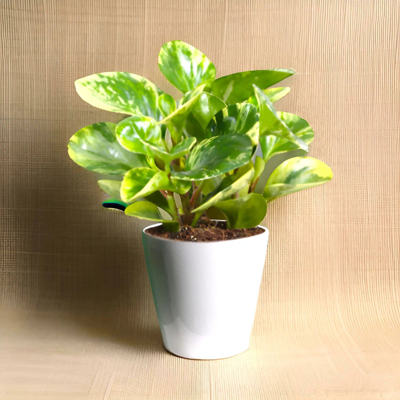 Peperomia marble or Variegated Peperomia 10 - 15cm - Greensouq -