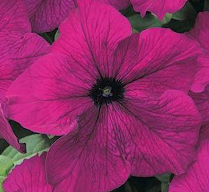 Petunia Mix Flowering Plant "Petunias" - Greensouq -