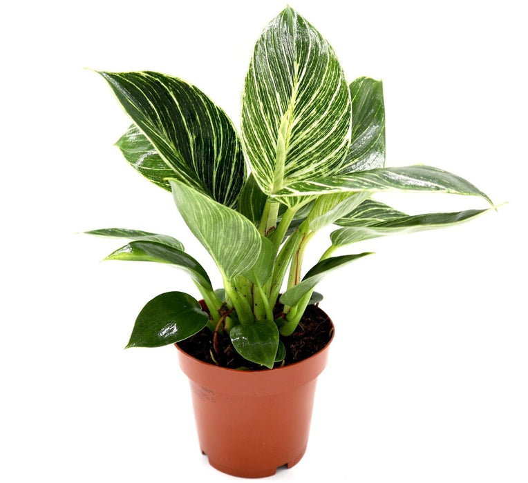Philodendron Birkin | White wave | Birkin white wave 25 - 30cm - Greensouq -
