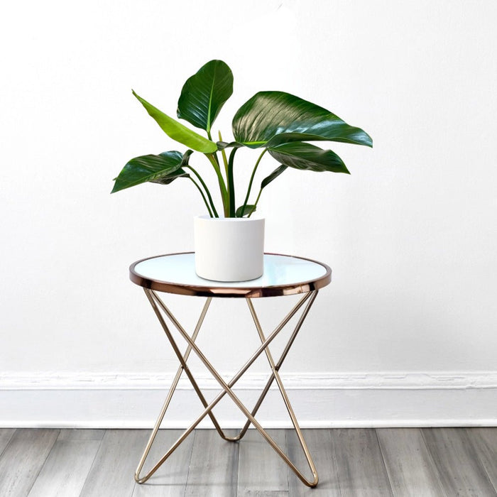 Philodendron Congo Green 30 - 40cm - Greensouq -