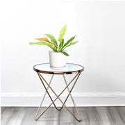 Philodendron 'Ring of Fire' – 30cm - Greensouq -
