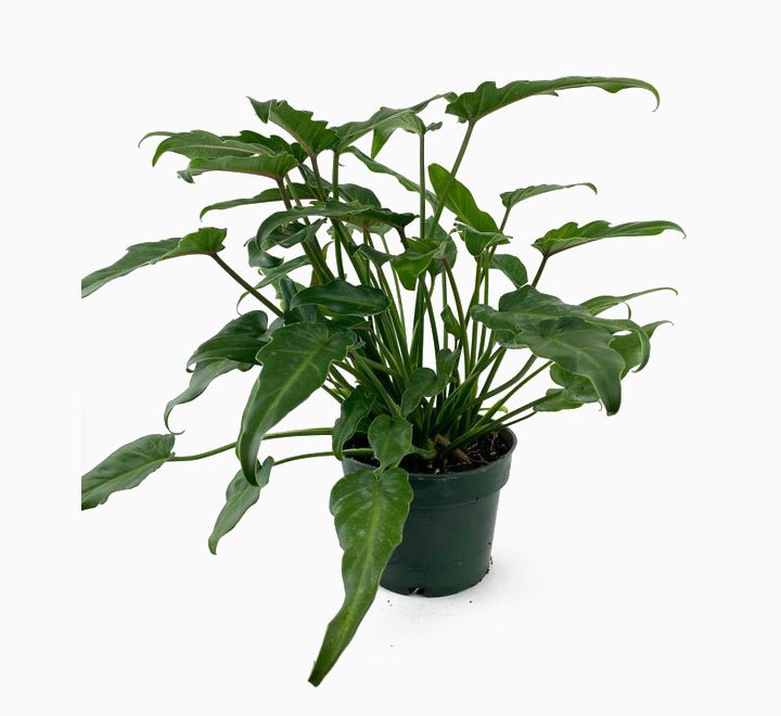 Philodendron Xanadu 60 - 70cm - Greensouq -