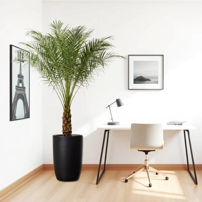 Phoenix Roebelenii in Black Ceramic Pot - Greensouq -