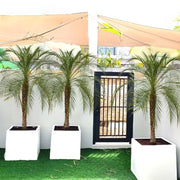Phoenix Roebelenii / Pygmy Date Palm in Grp Pot - Greensouq -