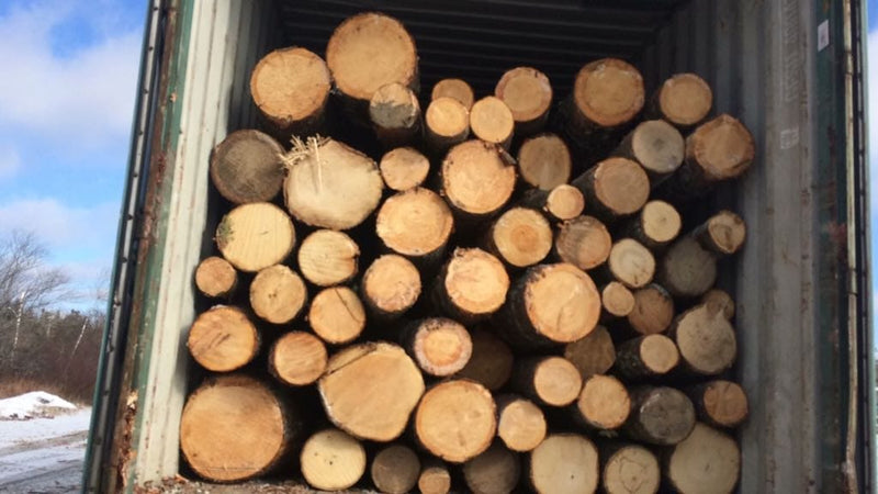 Pine Flakes or Shavings "Horse Bedding" 14KG - Greensouq -