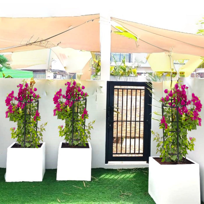 pink bougainvillea in square grp pot