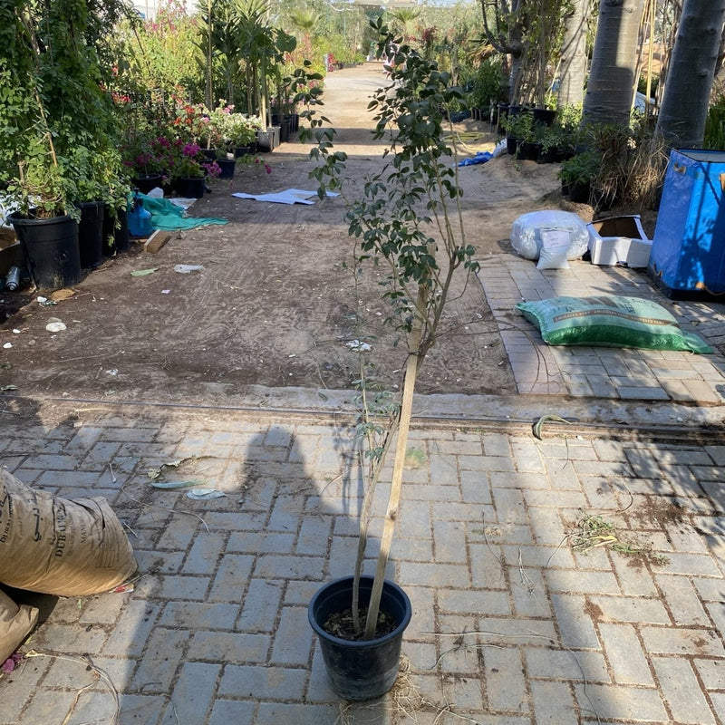 Pithecellobium Dulce, Jungle JalebI or Madras Thorn - Greensouq -