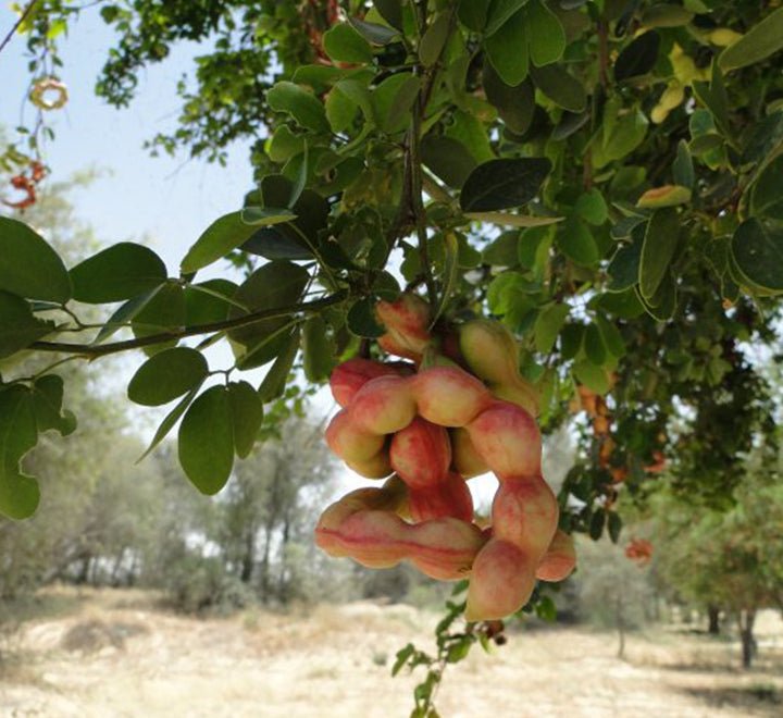 Pithecellobium Dulce, Jungle JalebI or Madras Thorn - Greensouq -