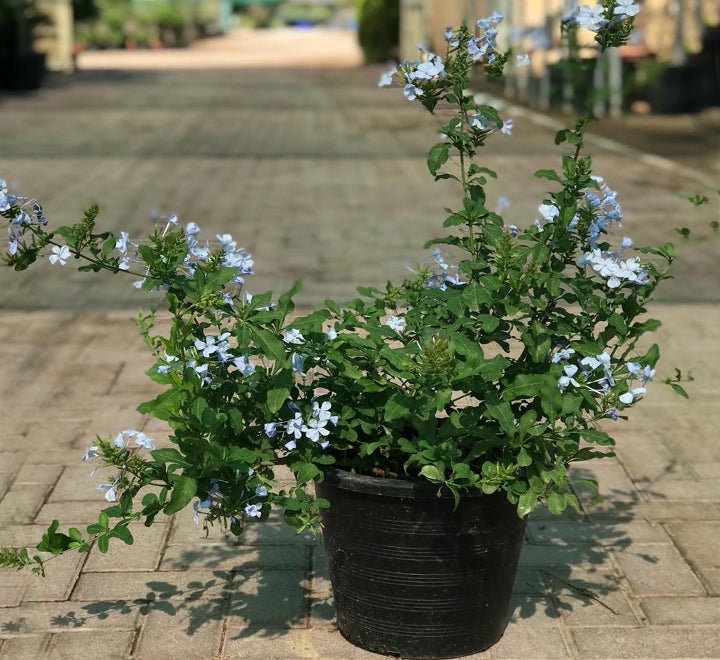 Plumbago capensis Or The Blue Plumbago 40 - 50cm - Greensouq -