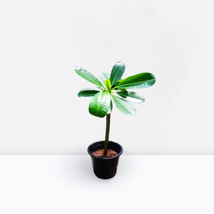 Plumeria Obtusa "Frangipani, The Temple Tree or Champa" - Greensouq -
