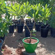 Plumeria Obtusa "Frangipani, The Temple Tree or Champa" - Greensouq -