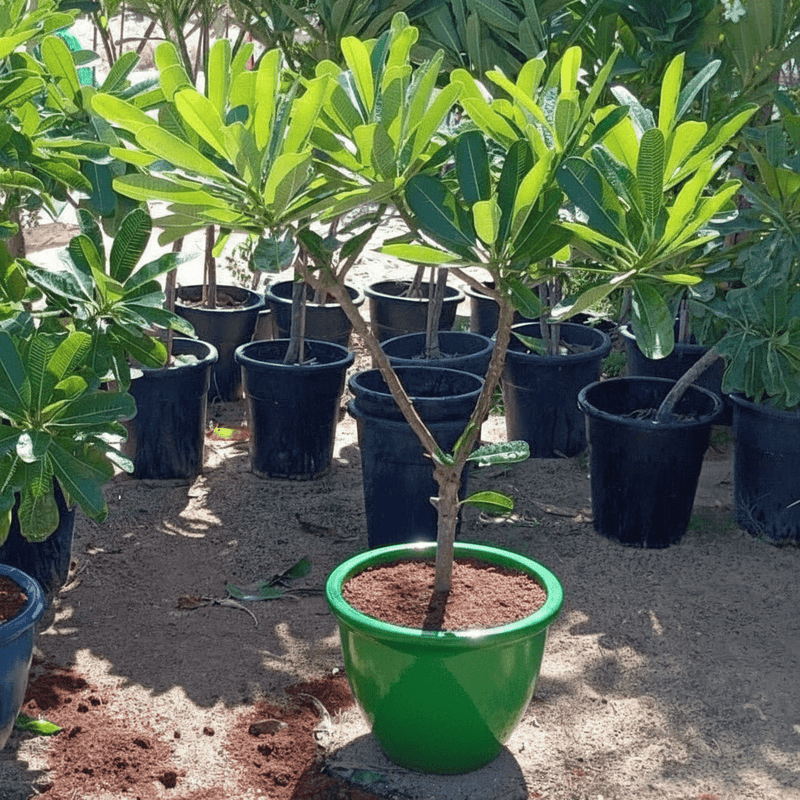 Plumeria Obtusa "Frangipani, The Temple Tree or Champa" - Greensouq -