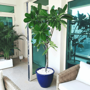 Plumeria Obtusa "Frangipani, The Temple Tree or Champa" - Greensouq -