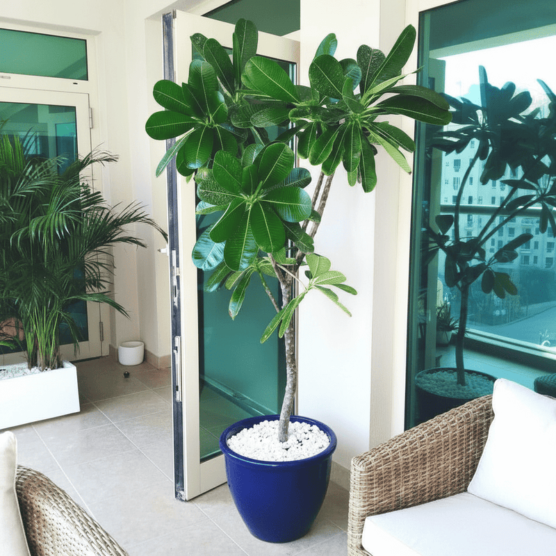 Plumeria Obtusa "Frangipani, The Temple Tree or Champa" - Greensouq -