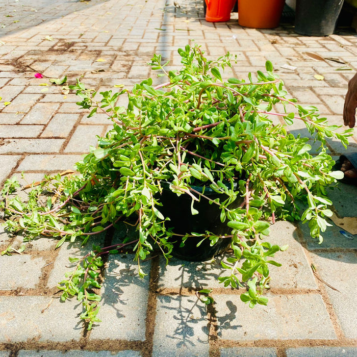 Portulaca Umbraticola | Wingpod purslane| 9cm pot