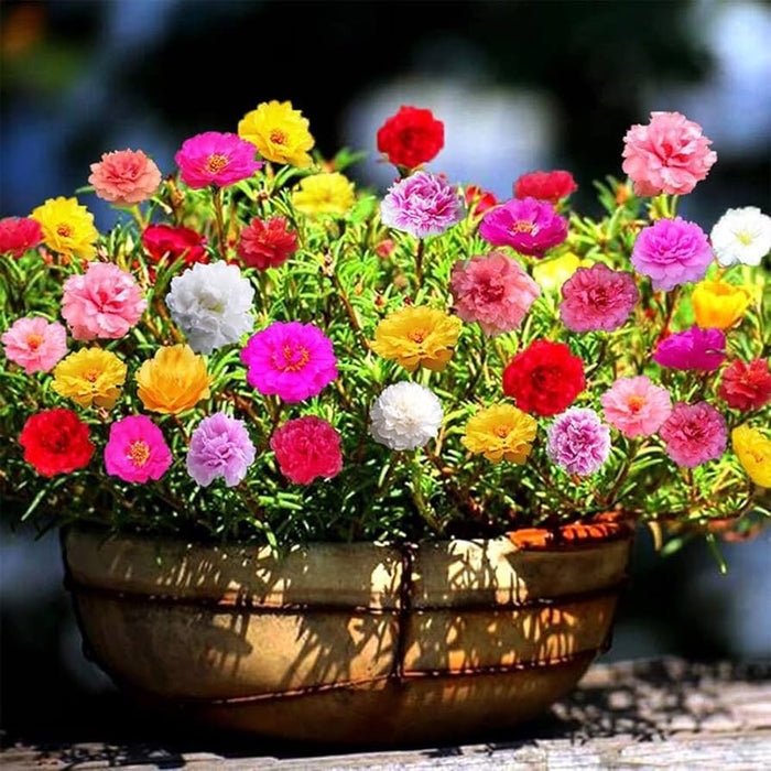 Portulaca Grandiflora | Rose Moss | 9cm pot - Greensouq -