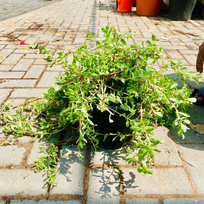 Portulaca Umbraticola | Wingpod purslane| 9cm pot - Greensouq -