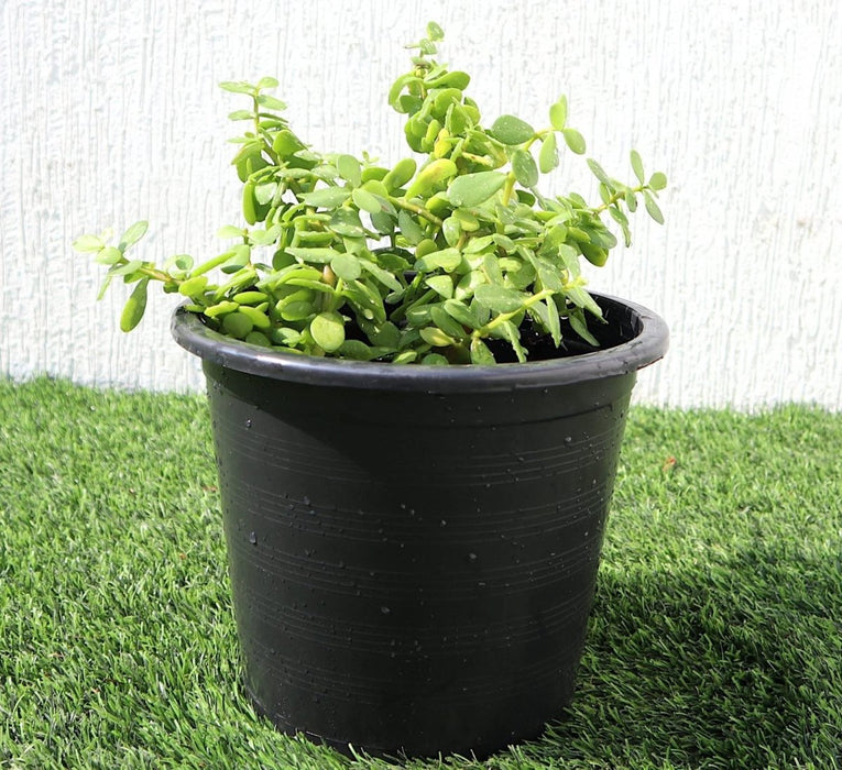 Portulacaria Afra "Elephant Bush" - Greensouq -