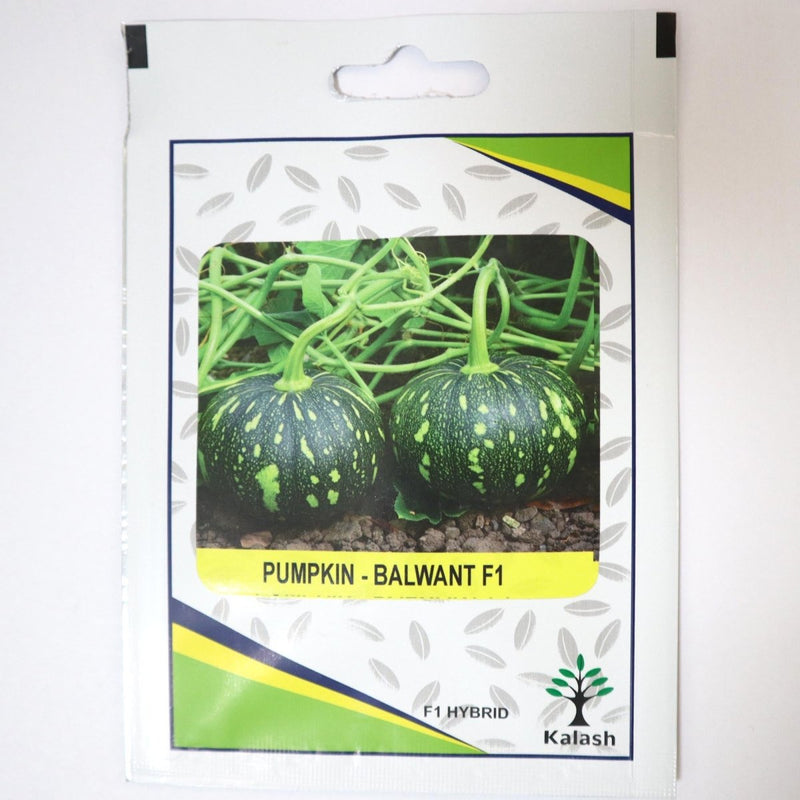 Pumpkin Balwant F1 Hybrid Premium Quality Seeds / Pumpkin Seeds - Greensouq -