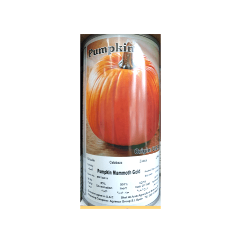 Pumpkin Mammoth Gold Seeds Tin - Greensouq -