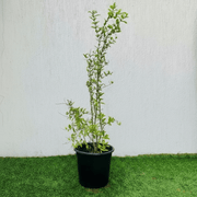 Punica granatum Or Pomegranate Tree شجرة الرمان - Greensouq -