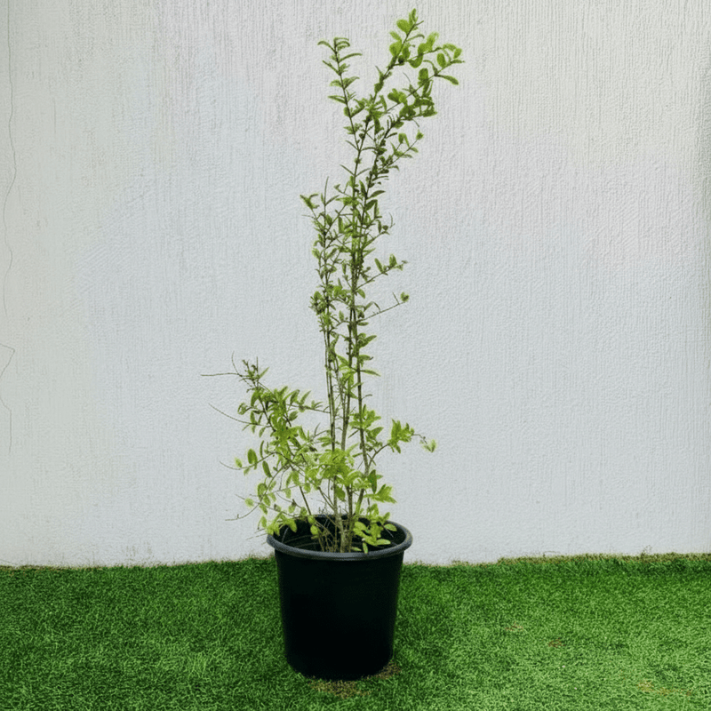 Punica granatum Or Pomegranate Tree شجرة الرمان - Greensouq -