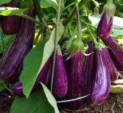Purple Eggplant Agrimax Seeds - Greensouq -