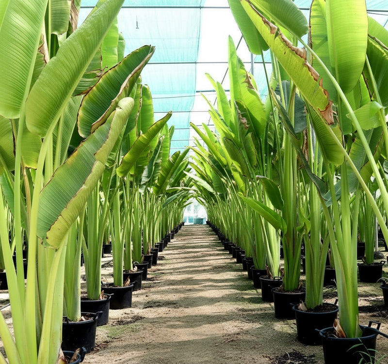 Ravenala Madagascariensis "Traveller's Palm" - Greensouq -