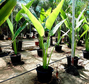 Ravenala Madagascariensis "Traveller's Palm" - Greensouq -