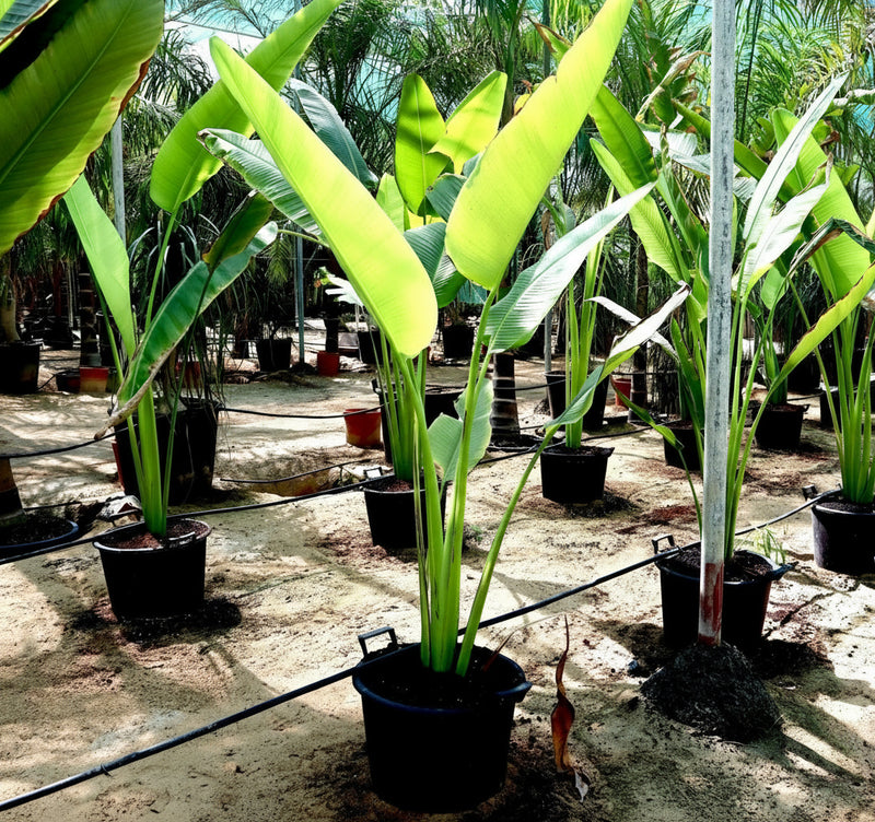 Ravenala Madagascariensis "Traveller's Palm" - Greensouq -